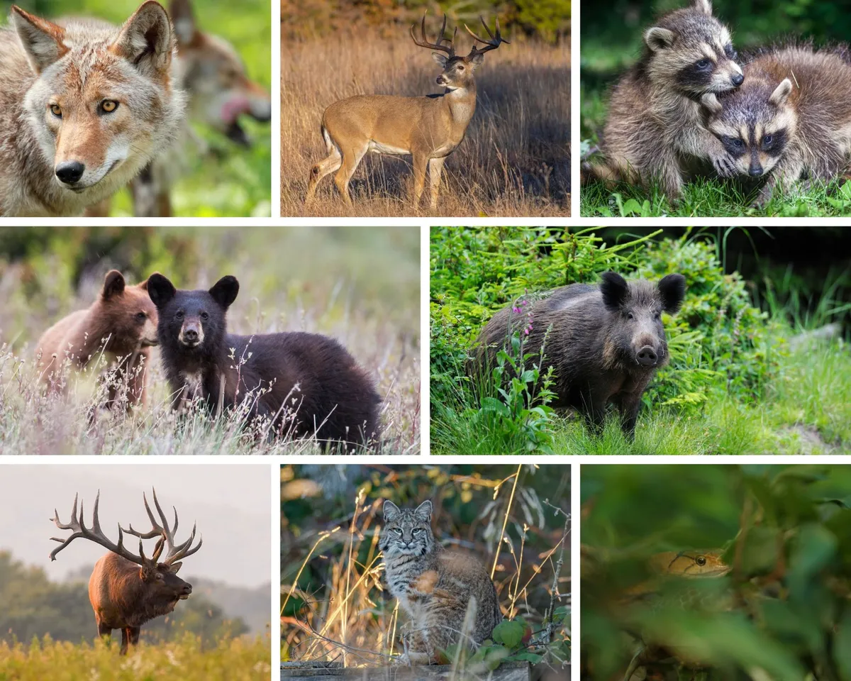 This image features a playful collage of local wildlife species commonly found in East Tennessee, such as deer, coyote, raccoons, bears, wild boar, elk, bobcat, and snakes. It evokes the excitement of wildlife observation and the region’s biodiversity.